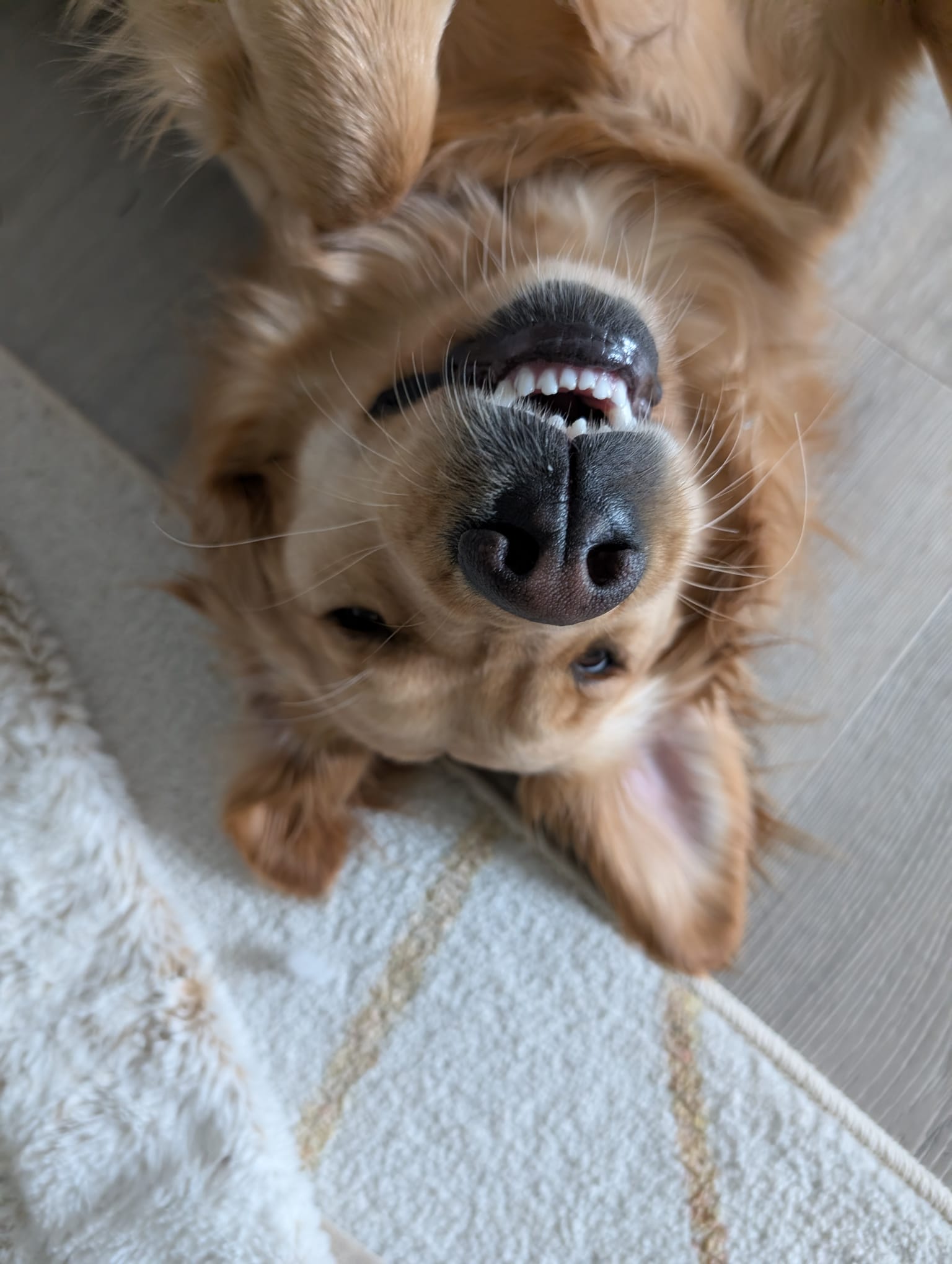Lola the dog